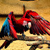 Parrot HD Wallpaper