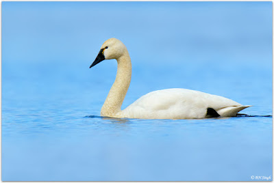 Tundra Swan