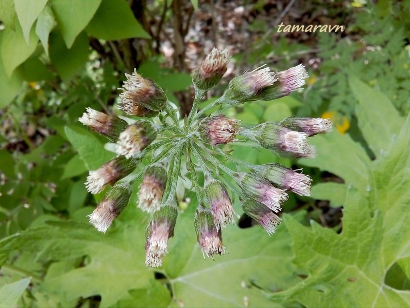 Белокопытник Татеваки (Petasites tatewakianus)