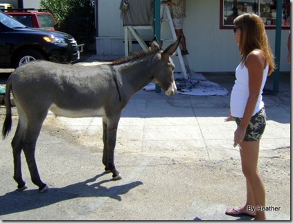 oatman 029