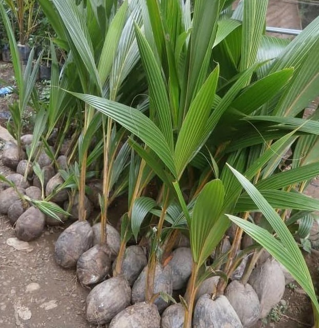 jual bibit kelapa puyuh cepat berbuah berbunga terlaris genjah termurah sedia berbagai varian lain Jawa Tengah