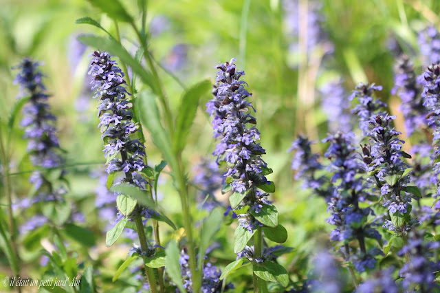 ajuga reptans bleu bugle