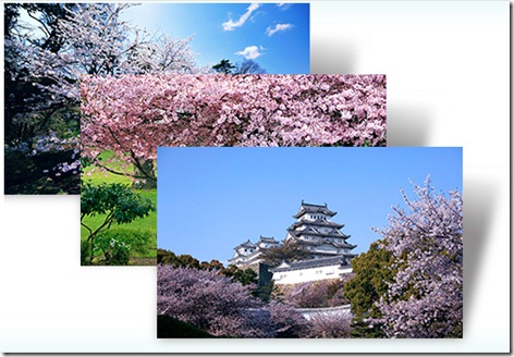 Cherry Blossoms of Japan