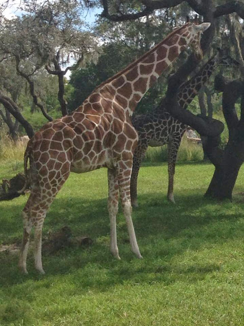 Kilimanjaro Safaris Animal Kingdom Orlando Floride