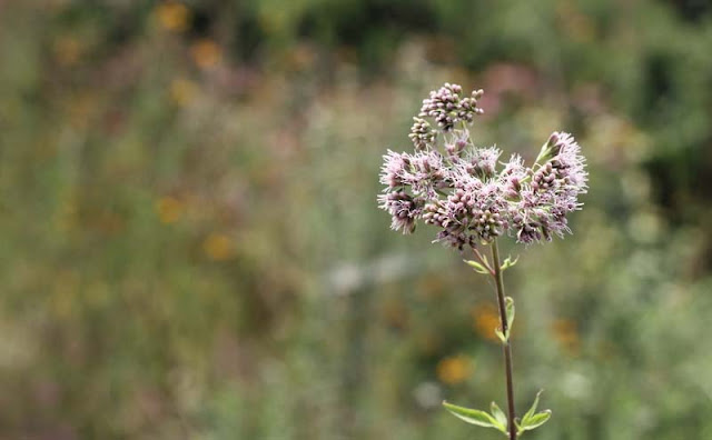 Joe-Pye Weed Flowers