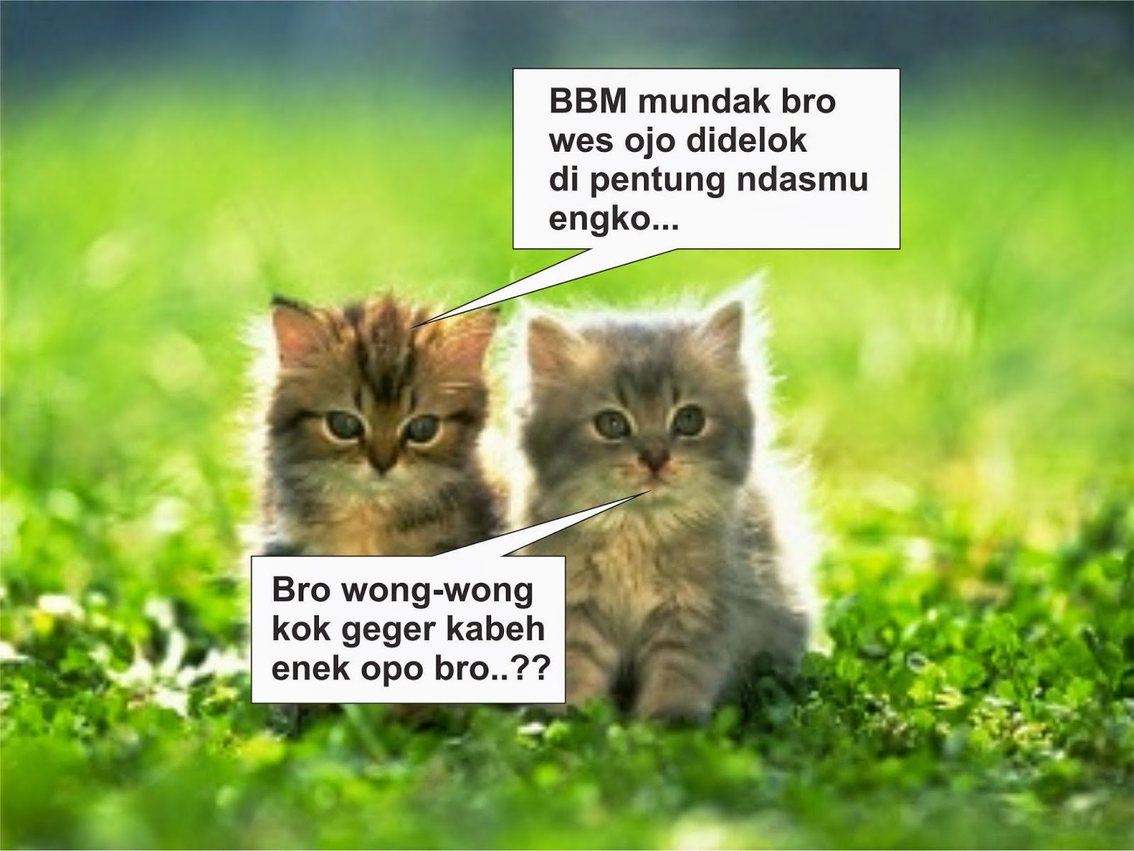 Foto Dp Lucu Bbm Naik Download DP BBM