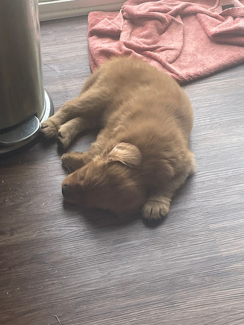 Baby, Baby Miles - when he was just a couple of days new to our house, sleeping with his ear flipped up in front of the garbage can.