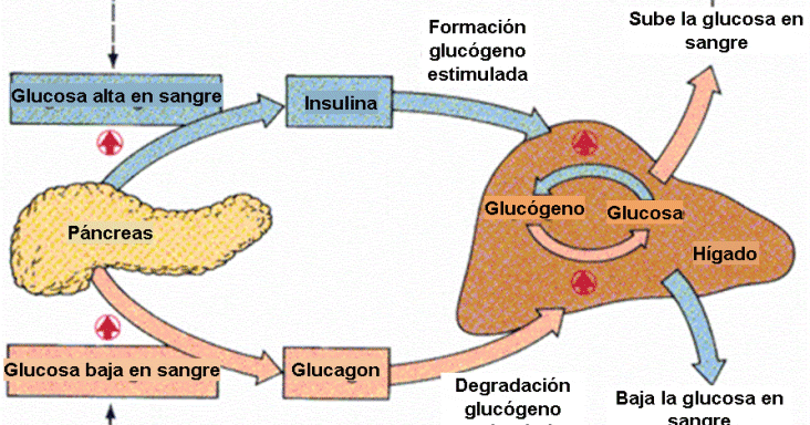 BIOLOGÍA 3º SECUNDARIA: Regulación de la glucemia
