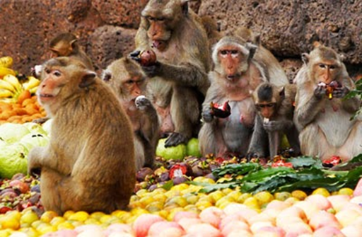 Del mismo modo que la flor es un truco para que los animales dispersen el polen, la fruta carnosa es un truco para que los animales transporten la semilla.