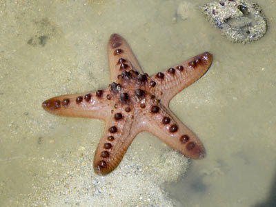 Knobbly Sea Star (Protoreaster nodosus)