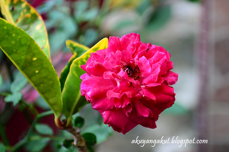 FotoBlog Aku: Lagi foto bunga-bunga merah cantik.... Huh!