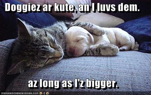 Quotes Funny Cats And Dogs. QuotesGram