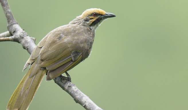 5 Varietas Cucak Rowo yang Perlu Dikenal oleh Pencinta Burung