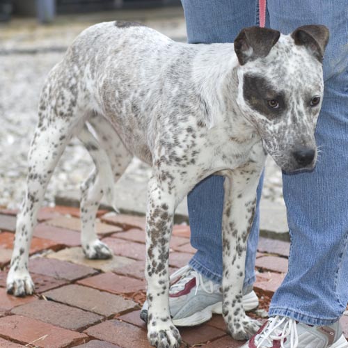 heeler mix dog. Loves other dogs and loves