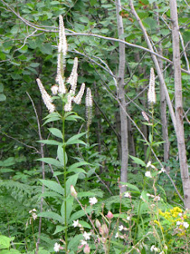 Culver's Root