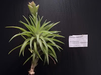 Tillandsia neglecta