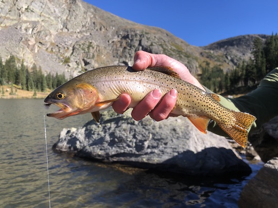 Colorado River cutthroat in Timber Lake in Rocky Mountain National Park