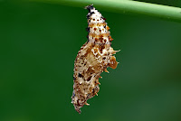Cethosia cyane pupa