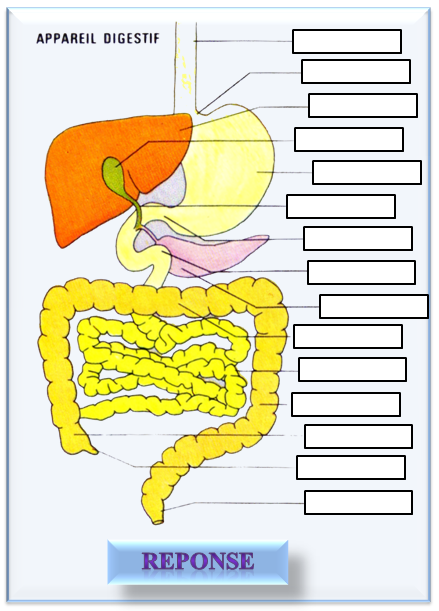 schéma de l'appareil digestif.
