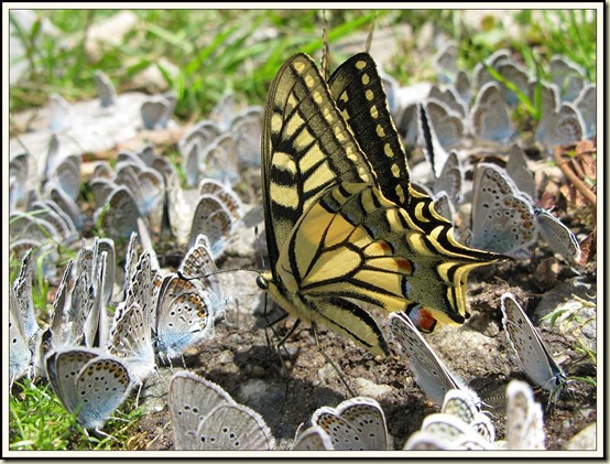 'Butterflyfest'