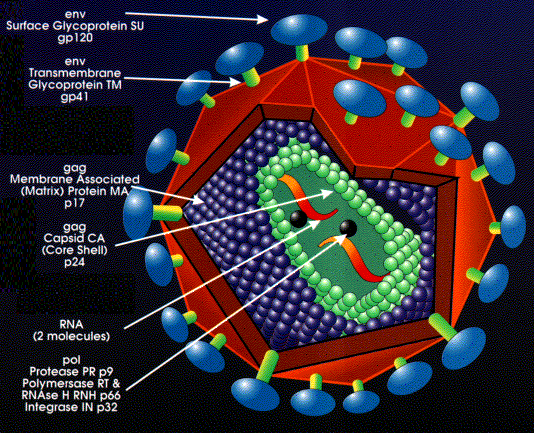 Download this Clinical Notes Hiv And... picture