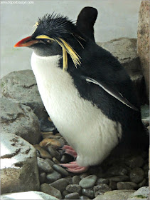 Islas del Subantártico del Biodôme: Pingüino Penacho Amarillo Norteño