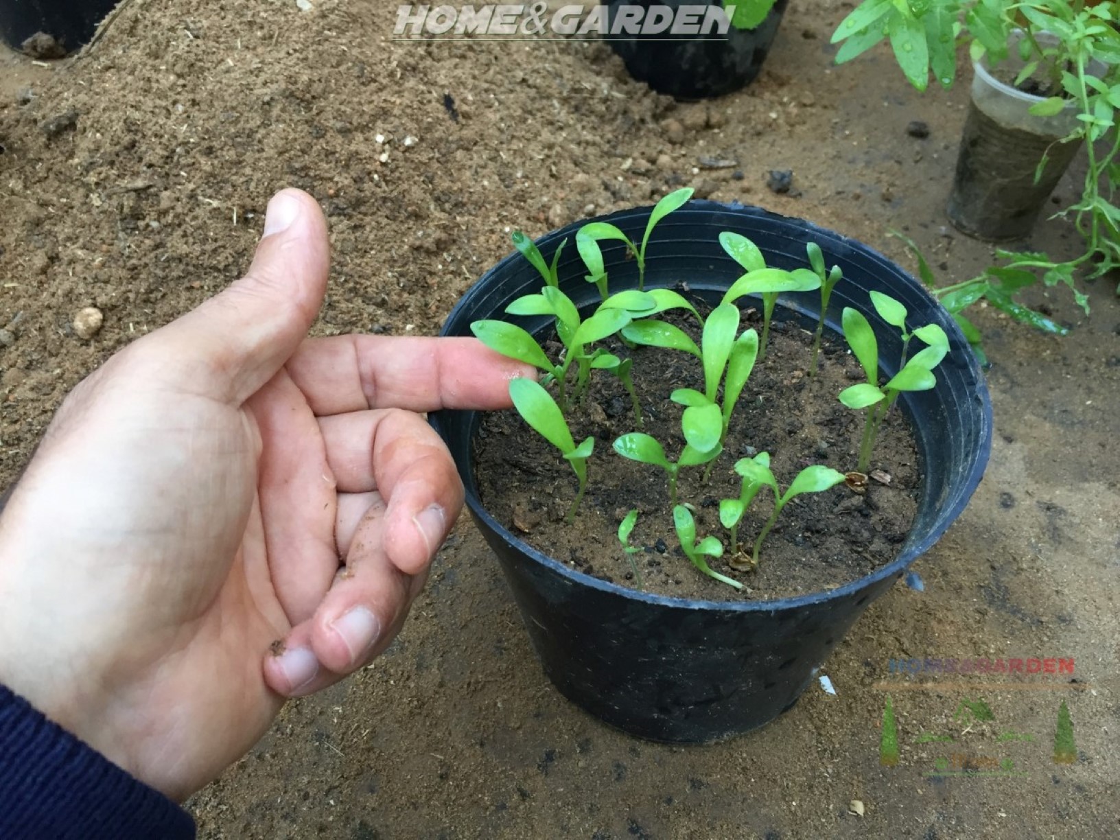 Healthy calendula sprouts