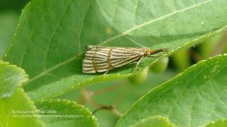 Chrysocrambus linetella DSC88670