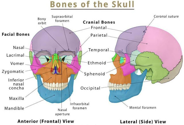 anatomi tulang kepala