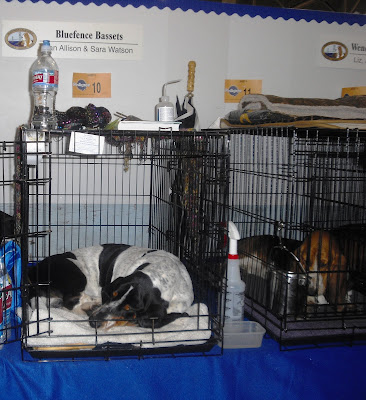 Two bassett hounds sleeping after a long day at the show