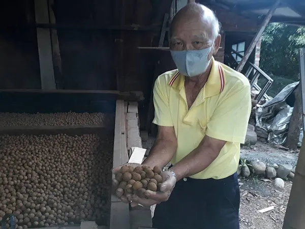 二水老農茆木聰古法土窯烘焙龍眼乾 果肉Q彈帶柴燒香氣