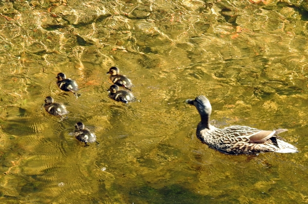 Akerselva andefamilie