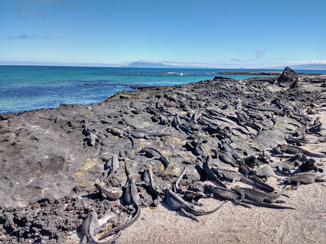 Isla Fernandina, Islas Galápagos