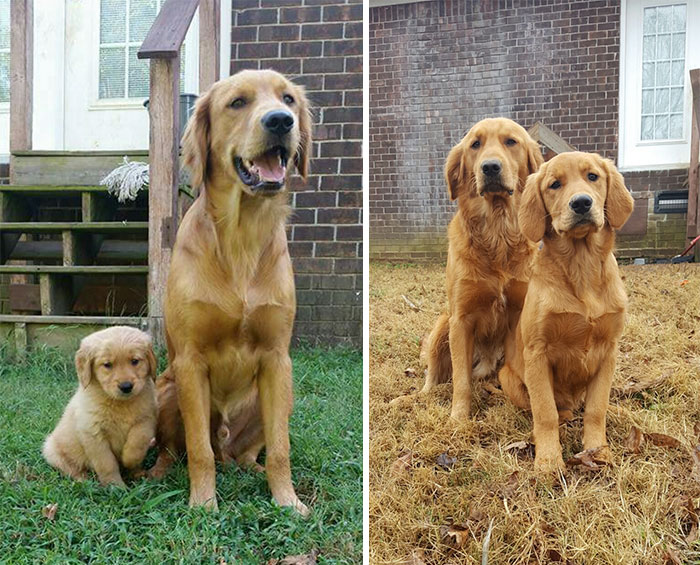 50 Heart-Warming Photos of Animals Growing Up Together - Blue And Belle Then And Now 4 Months Later