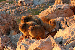 rock hyrax related to elephants Rock hyrax triplets – the closest
relative to elephants – born at