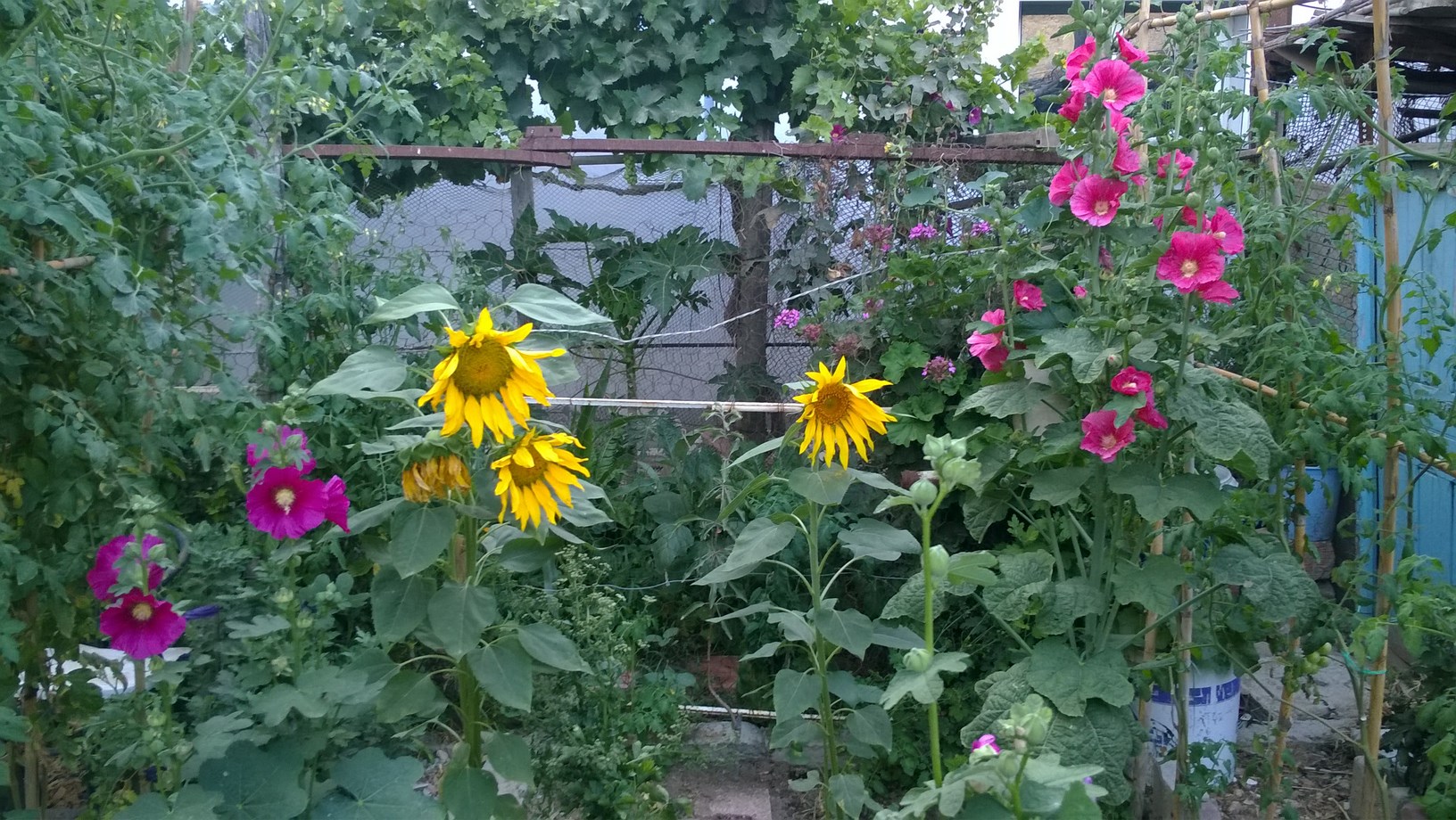 Make sure you have good growing conditions. For most vegetables, that means full sun at least 6 hours of direct sun a day.