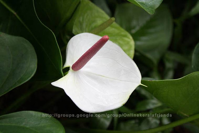 Beautiful Anthurium Flowers