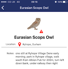 Scops Owl in Durham!