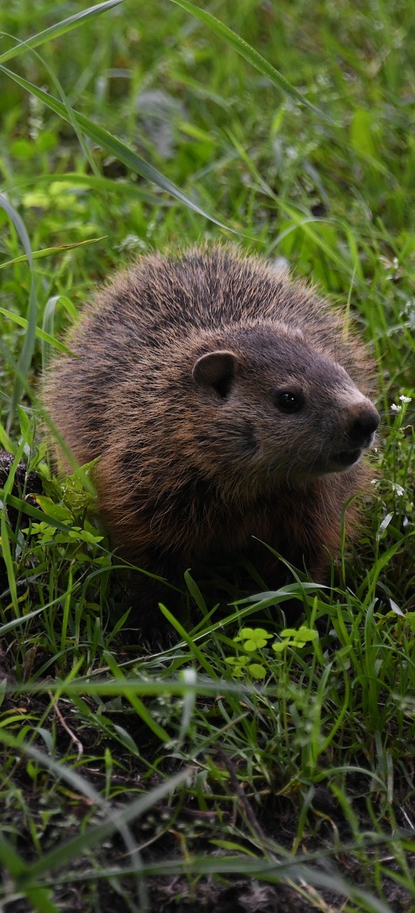 Picture of a cute groundhog.