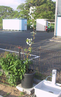 鉢植えの梨　花　8月