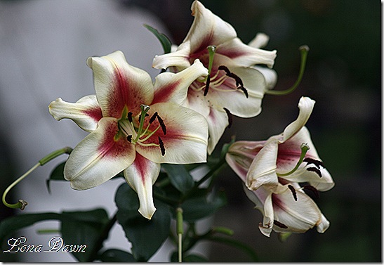 LilyFest_Lilies2