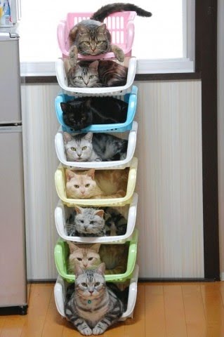 How to Organize Kitties.jpg