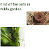 how to get rid of fire ants in vegetable garden