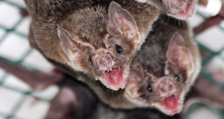 About Vampire Bats, Blood-sucking Night Beings