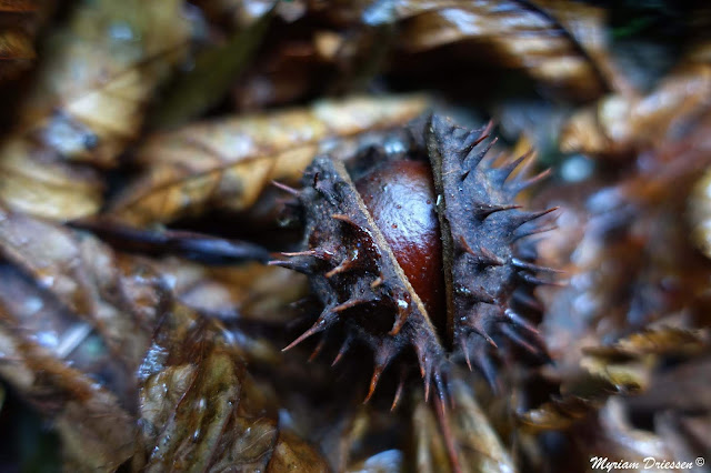 marron horse chestnut