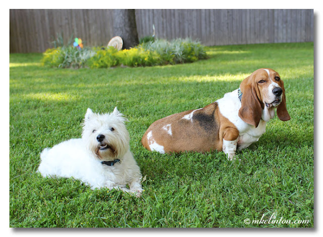 West Highland White Terrier and Basset Hound