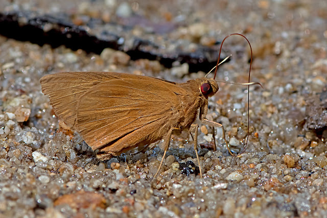 Matapa aria the Common Redeye