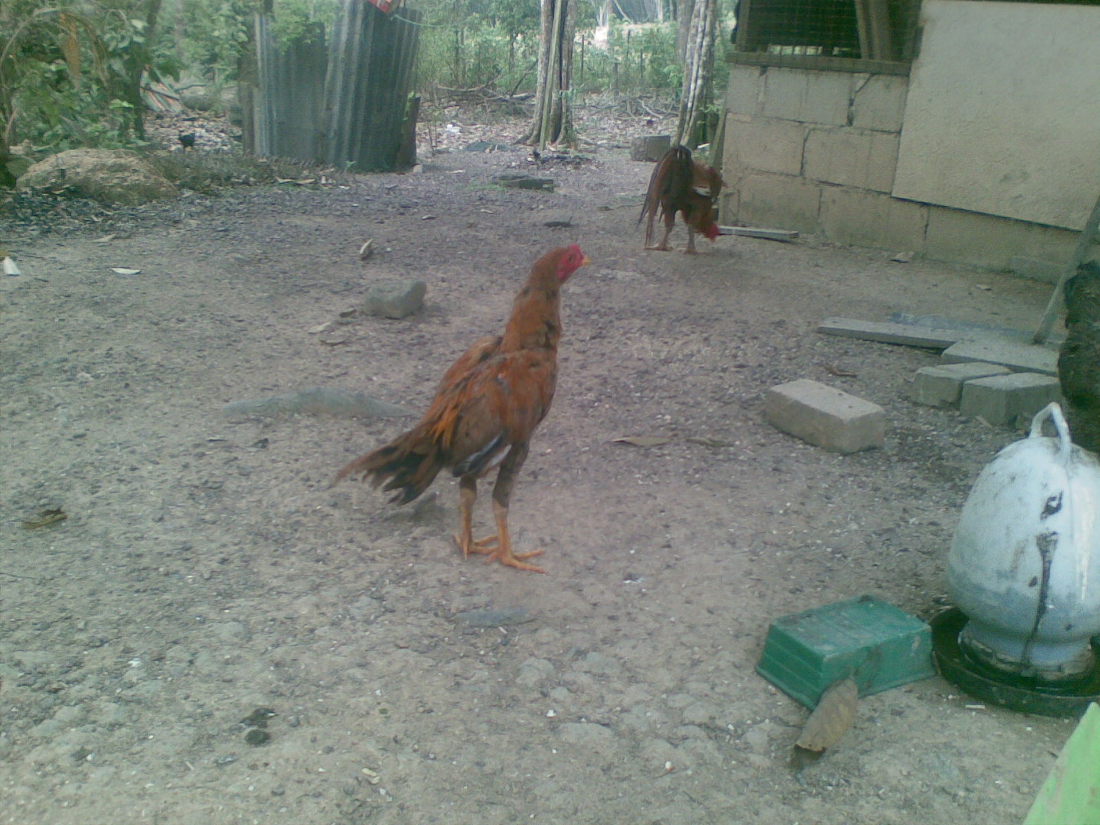  Ayam  Siam Ayam  Sabung Untuk  Dijual Anak  Ayam  Siam Oren Mas