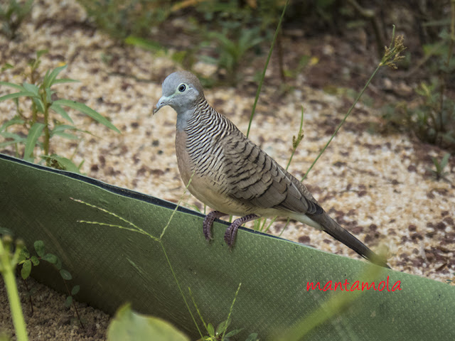 Peaceful Dove (Geopelia striata)