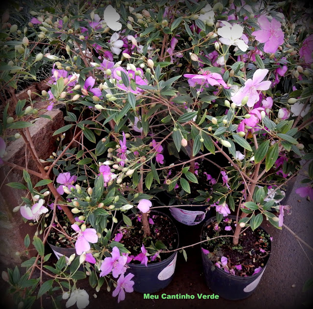 quero comprar mudas de MANACÁ-DA-SERRA - ( Tibouchina mutabilis )